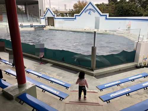 水族館のイルカ