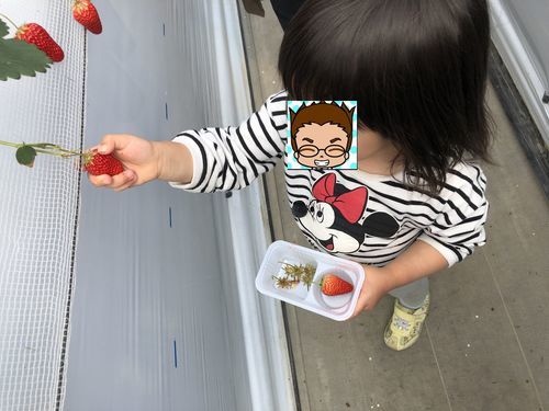 イチゴ狩りの様子