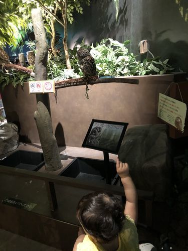 オービィ横浜のフクロウとアルマジロ