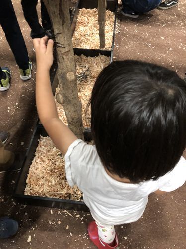 カブトムシ・クワガタとのふれあいコーナー