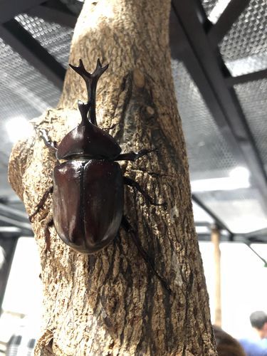 大昆虫展のカブトムシ