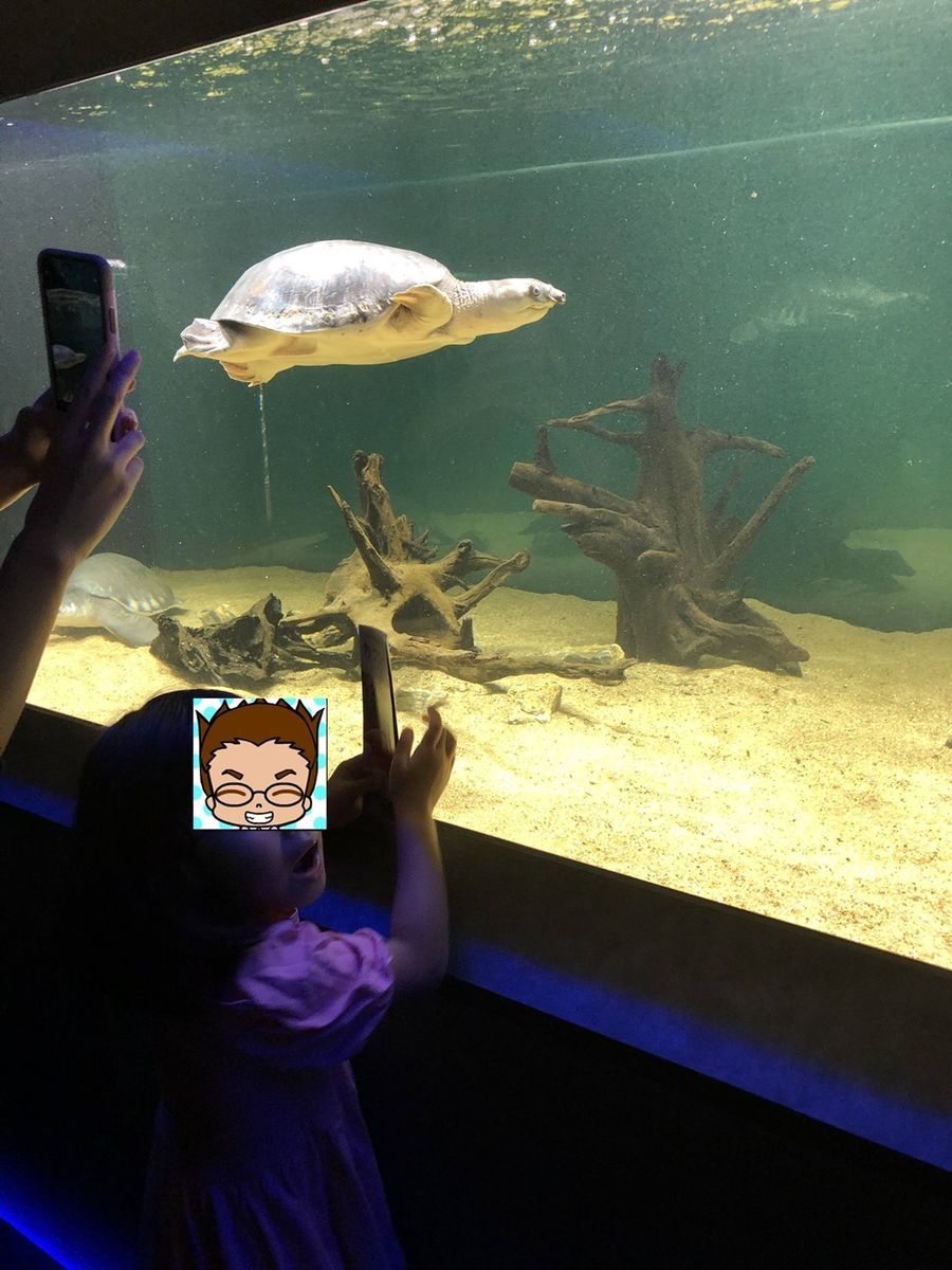 カメのような生き物