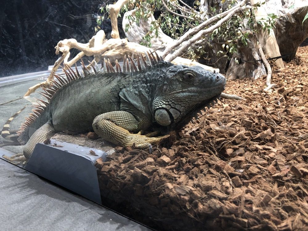 イグアナのドアップ