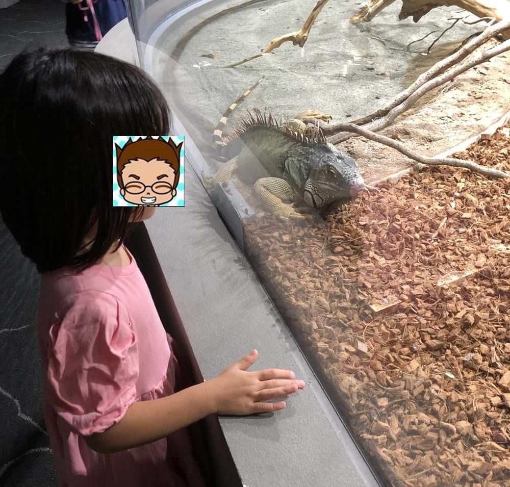 長女とイグアナ