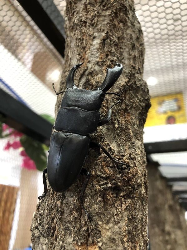 クワガタ