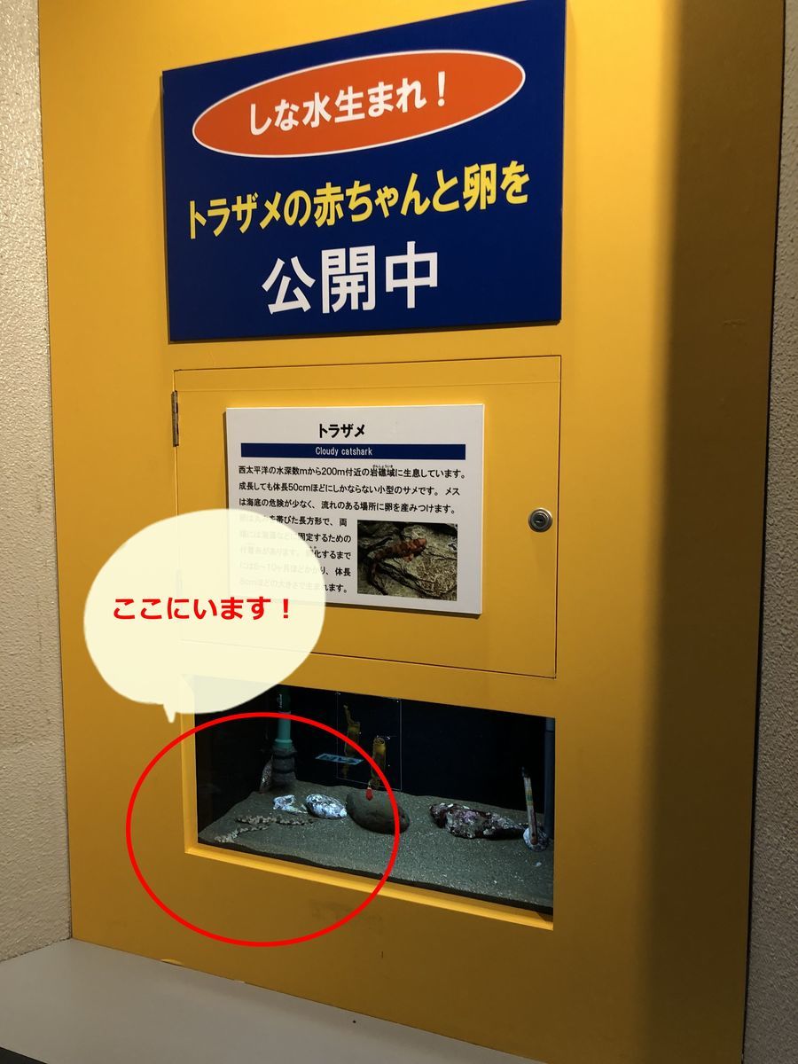 トラザメの赤ちゃん案内