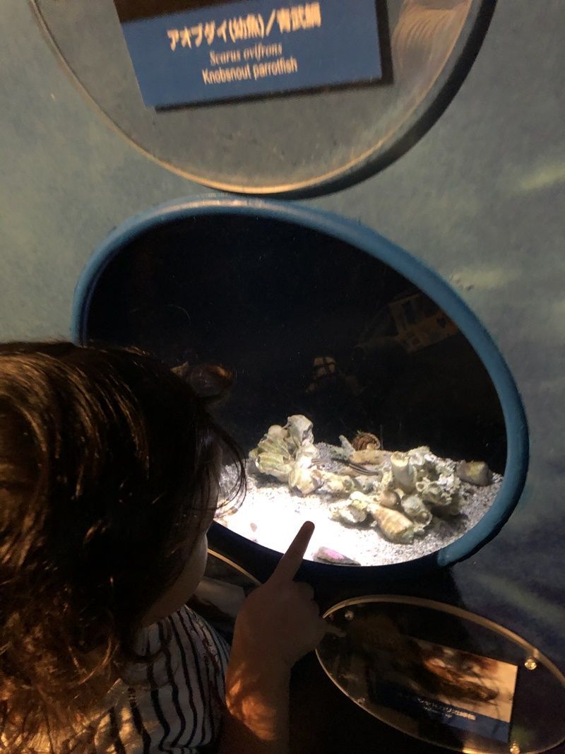江ノ島水族館キッズコーナーで見れる魚