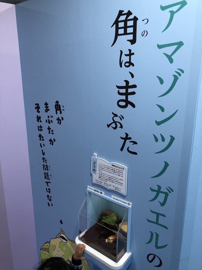 アマゾンツノガエル紹介