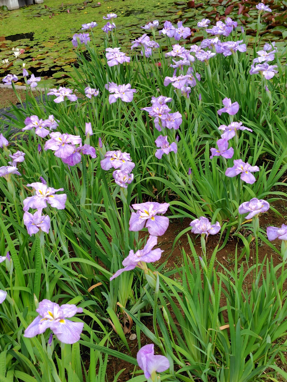 f:id:tamakazurahatune:20260605092003j:image