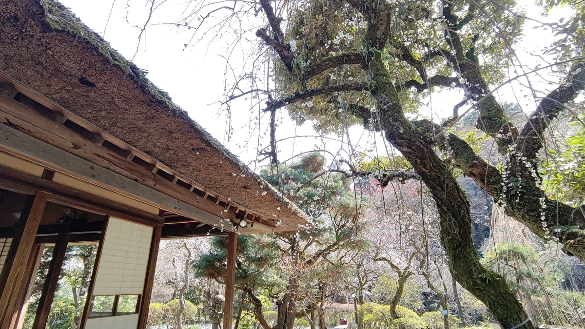f:id:tamakenmin:20210314220329j:plain