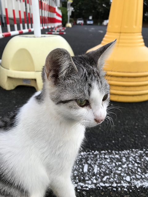 f:id:tamaki_sunny_cloudy:20191005202004j:plain f:id:tamaki_sunny_cloudy:20191005202004j:plain