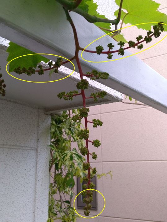 f:id:tamakich-DIY:20190515222345j:plain