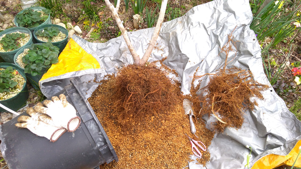 f:id:tamakich-DIY:20190609202434j:plain f:id:tamakich-DIY:20190609202434j:plain