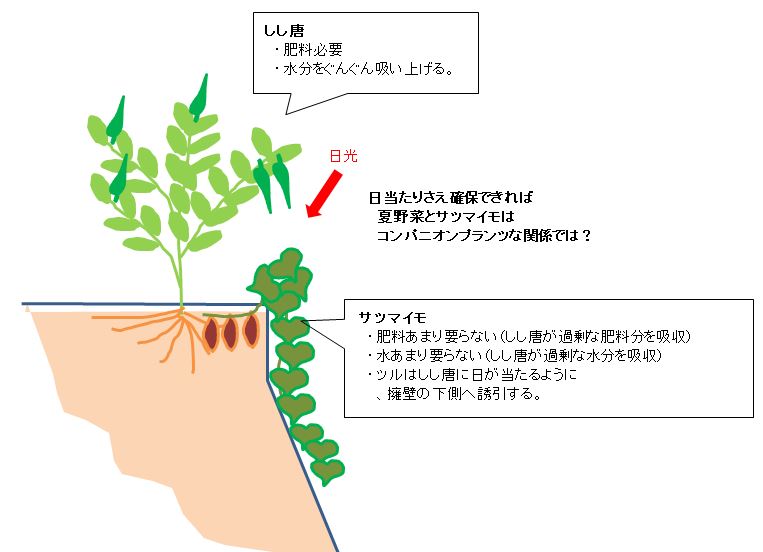 サツマイモ栽培 何個サツマイモが収穫できたかな 芋の保存方法 たまちゃんの裏庭道楽