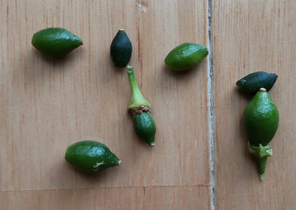 f:id:tamakich-DIY:20210919223445j:plain