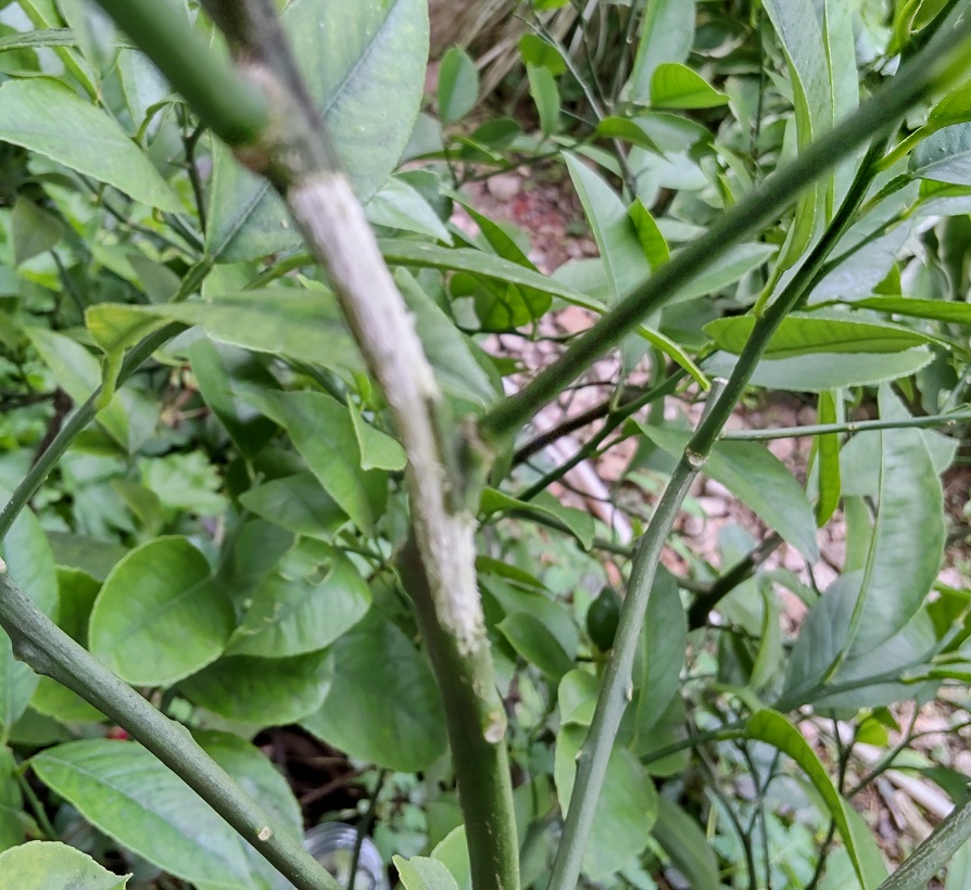 f:id:tamakich-DIY:20210919223510j:plain