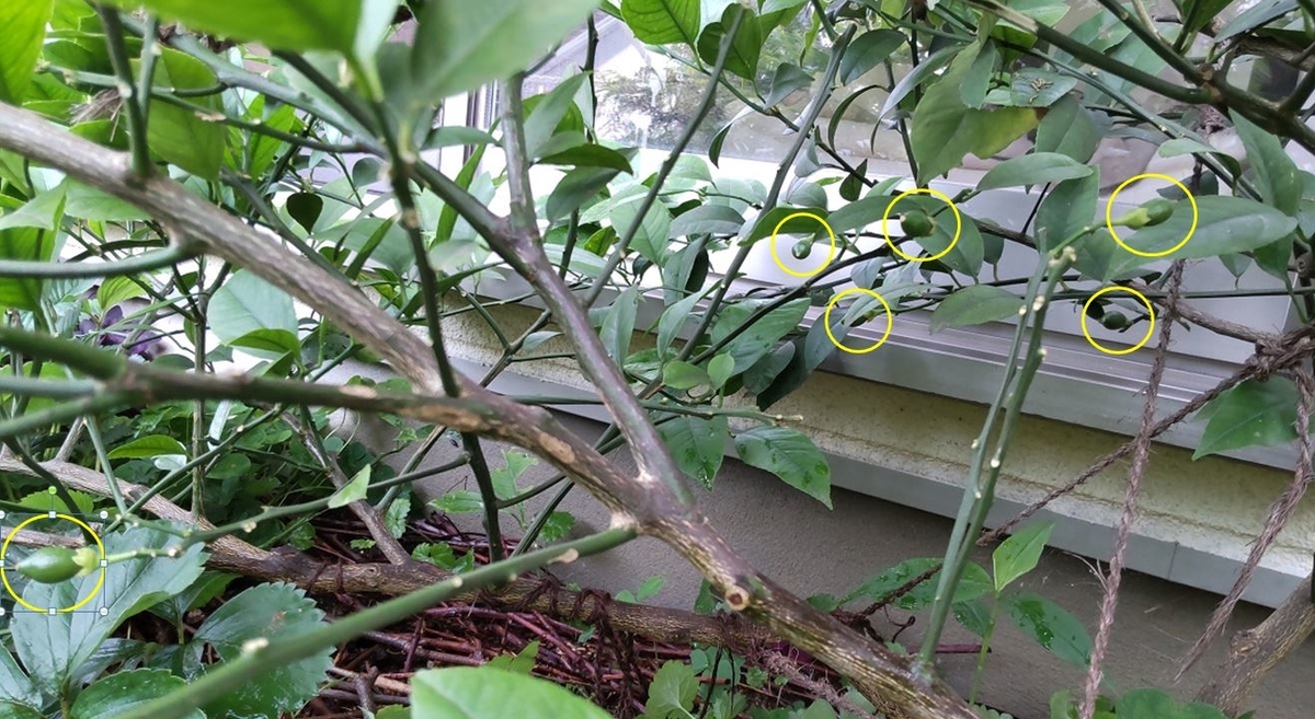 f:id:tamakich-DIY:20210919223812j:plain