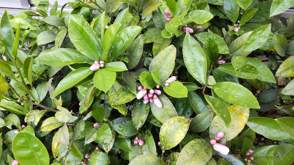 f:id:tamakich-DIY:20210919224116j:plain