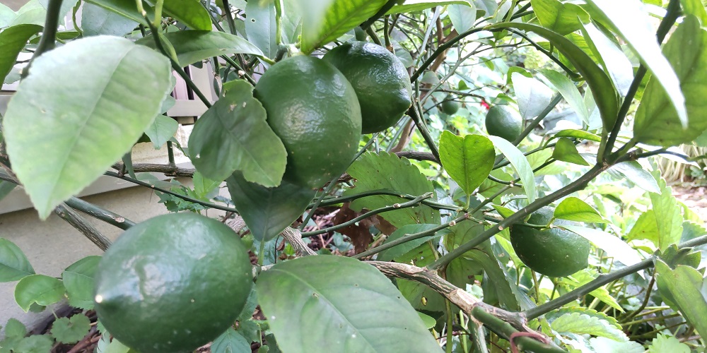 f:id:tamakich-DIY:20210920215641j:plain