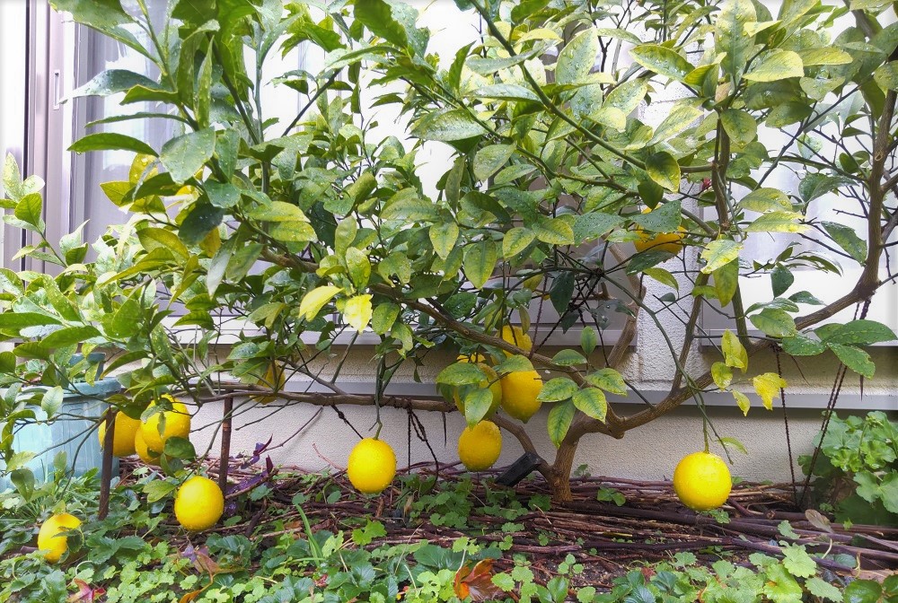 f:id:tamakich-DIY:20220105221323j:plain