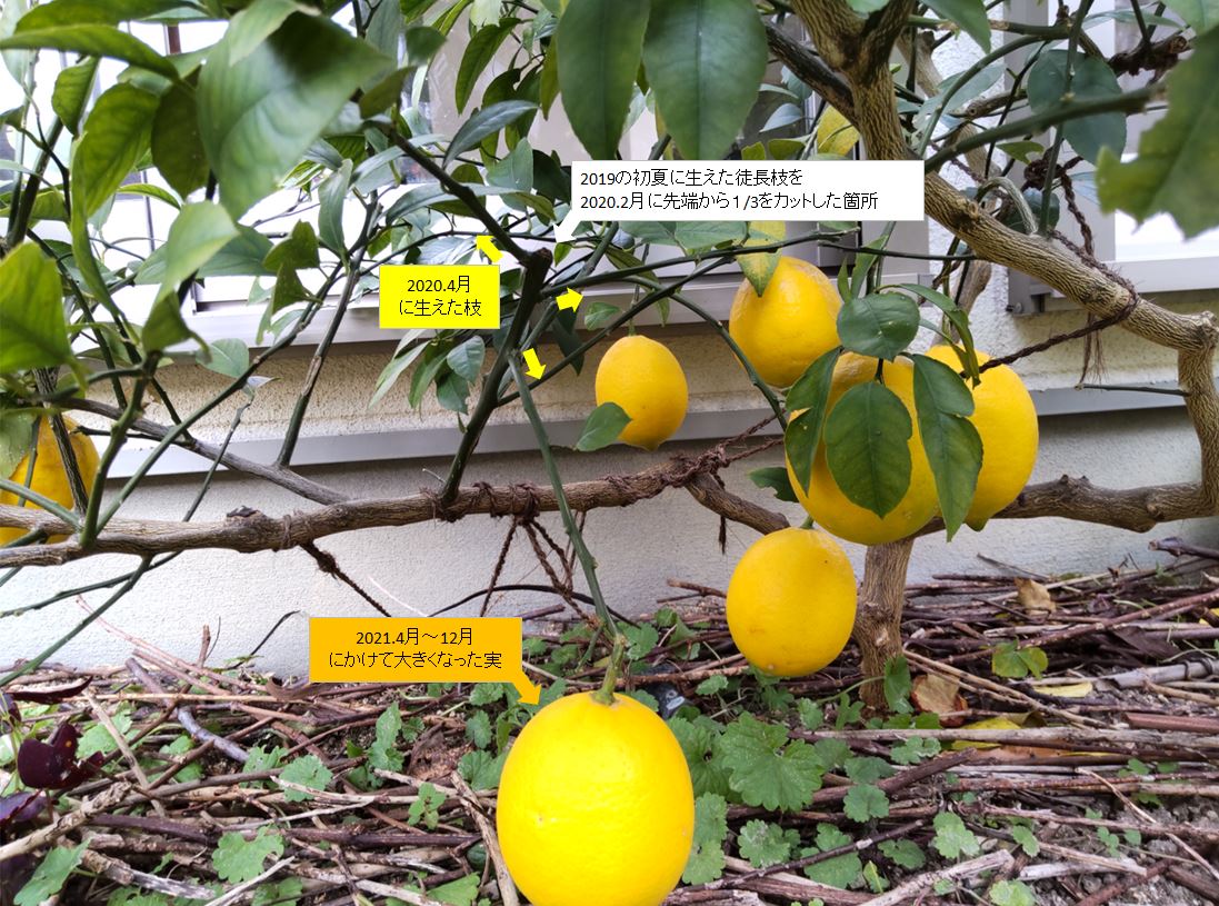 f:id:tamakich-DIY:20220116003809j:plain