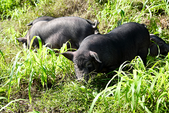 f:id:tamakino:20200415125529j:plain f:id:tamakino:20200415125529j:plain