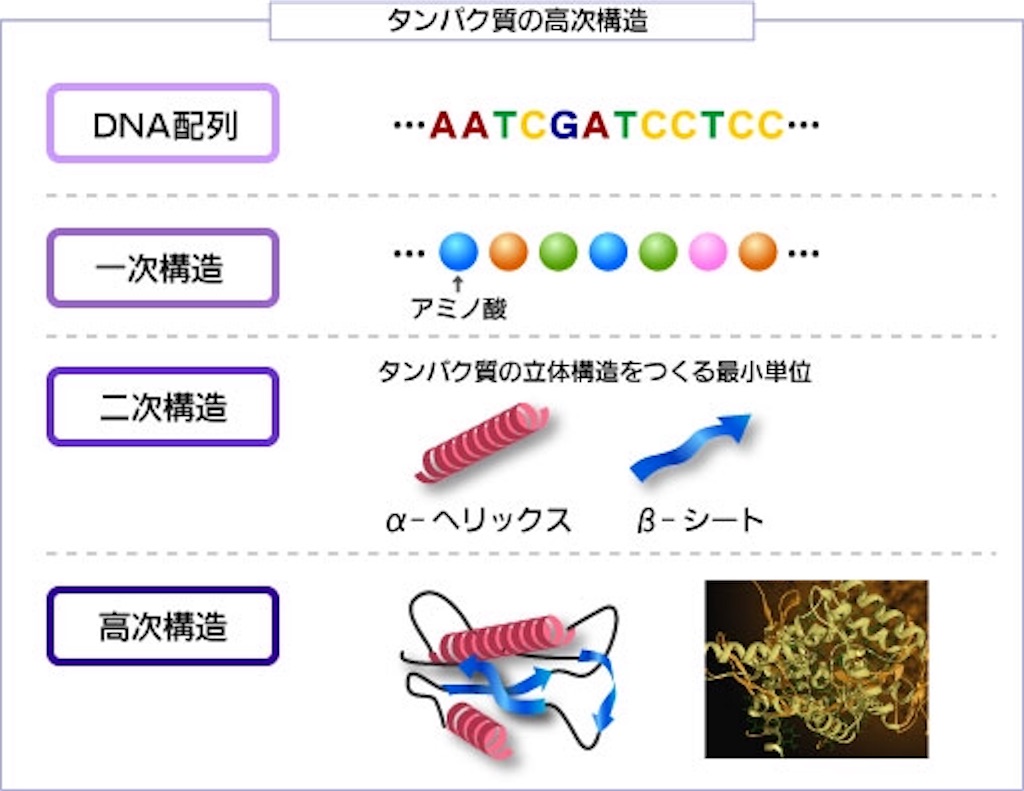 Images of 四次構造 JapaneseClass.jp