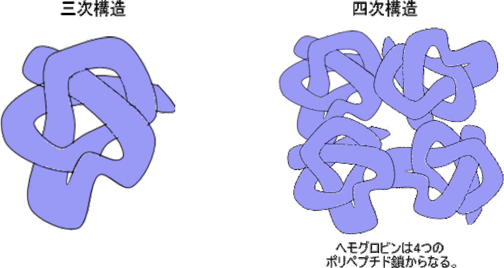 【易しい解説】天然高分子化合物をマスターしよう③ 〜タンパク質〜 再受験・学士編入で医学部を目指そう