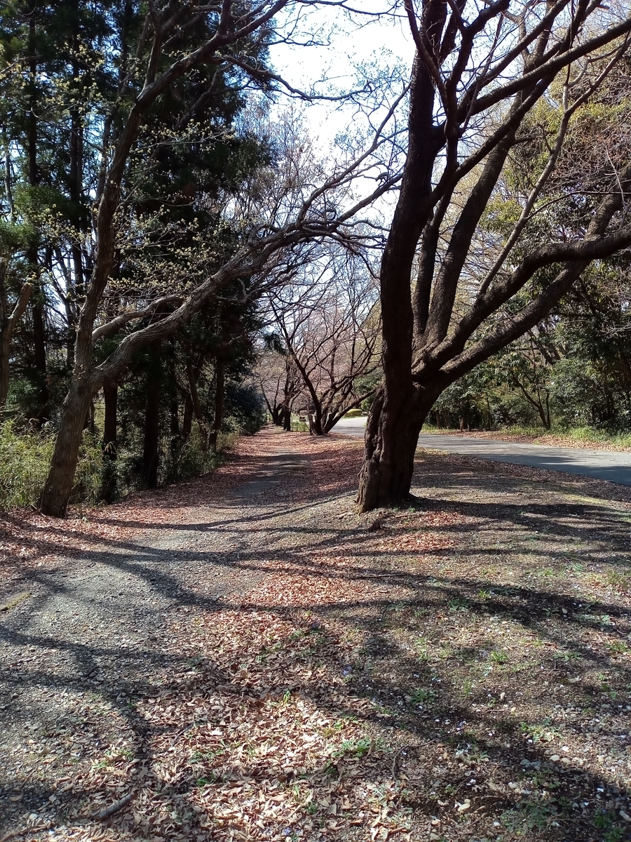 戦車道路(尾根緑道) tamamisaのブログ