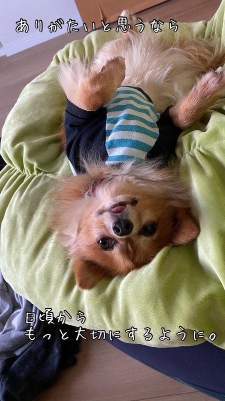 f:id:tamanohibig:20201107204815j:plain f:id:tamanohibig:20201107204815j:plain