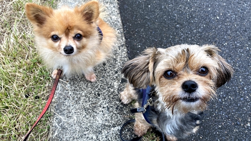 f:id:tamanohibig:20201107204839j:plain f:id:tamanohibig:20201107204839j:plain