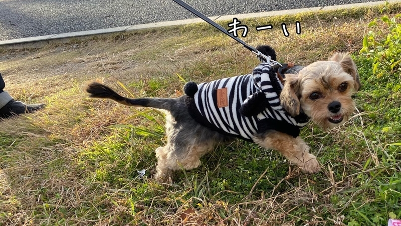 f:id:tamanohibig:20201220101809j:plain