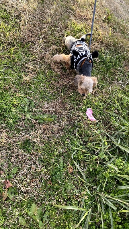 f:id:tamanohibig:20201220102232j:plain