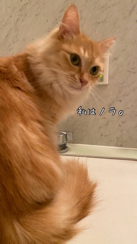 f:id:tamanohibig:20210222114559j:plain