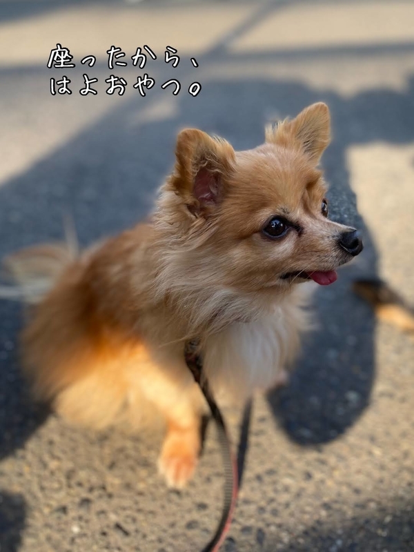 f:id:tamanohibig:20210222114620j:plain