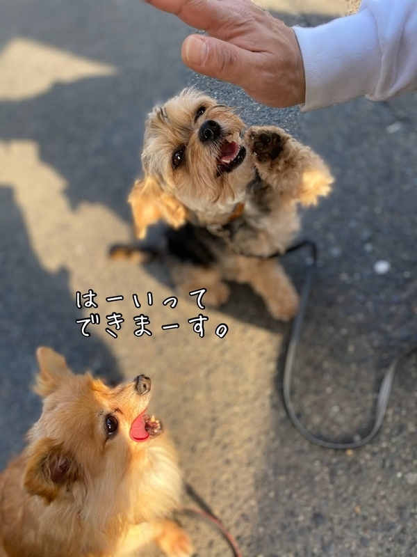 f:id:tamanohibig:20210222114704j:plain