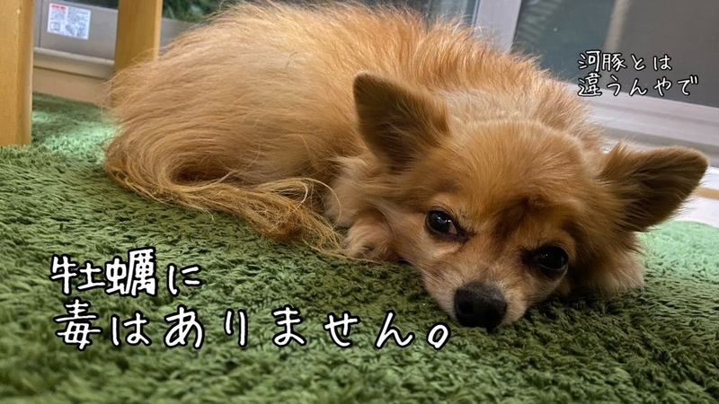 f:id:tamanohibig:20210514111810j:plain