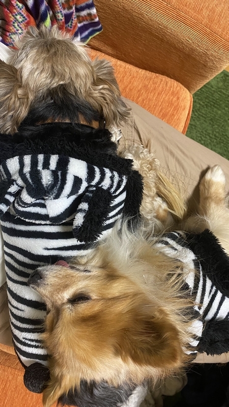 f:id:tamanohibig:20220107171608j:plain