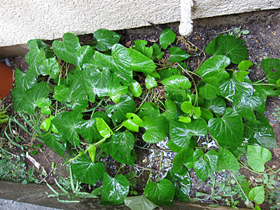 サツマイモの葉っぱを育てて食べてみた 私的標本 捕まえて食べる