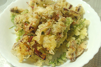 イナゴの佃煮作りを母親から教わる 私的標本 捕まえて食べる イナゴの佃煮作りを母親から教わる 私的標本 捕まえて食べる