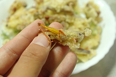 イナゴの佃煮作りを母親から教わる 私的標本 捕まえて食べる イナゴの佃煮作りを母親から教わる 私的標本 捕まえて食べる