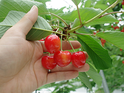 f:id:tamaokiyutaka:20180210020603j:plain f:id:tamaokiyutaka:20180210020603j:plain