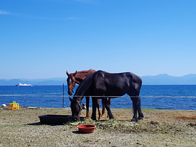 f:id:tamaokiyutaka:20180306013136j:plain