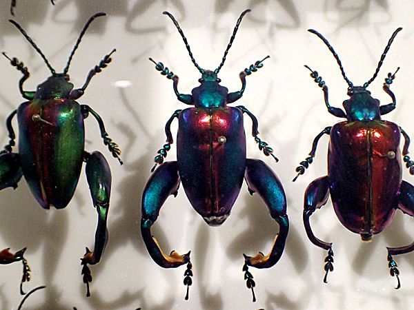 BE-PAL 5月号（4/9発売）にフェモラータオオモモブトハムシの記事を