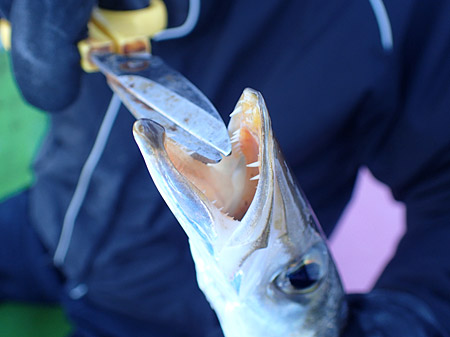 f:id:tamaokiyutaka:20180329021712j:plain f:id:tamaokiyutaka:20180329021712j:plain
