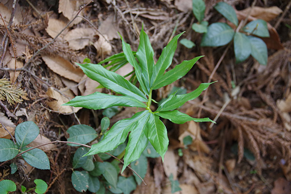 f:id:tamaokiyutaka:20180405040059j:plain f:id:tamaokiyutaka:20180405040059j:plain