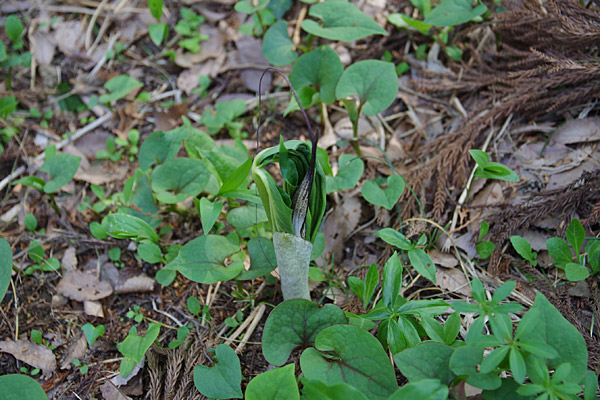 f:id:tamaokiyutaka:20180405040211j:plain f:id:tamaokiyutaka:20180405040211j:plain