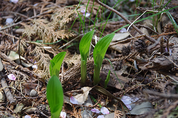 f:id:tamaokiyutaka:20180405040234j:plain f:id:tamaokiyutaka:20180405040234j:plain