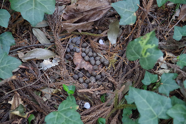 f:id:tamaokiyutaka:20180405040304j:plain f:id:tamaokiyutaka:20180405040304j:plain