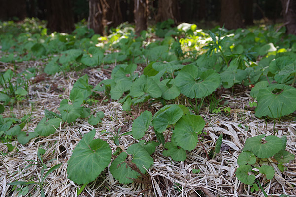 f:id:tamaokiyutaka:20180405040316j:plain f:id:tamaokiyutaka:20180405040316j:plain